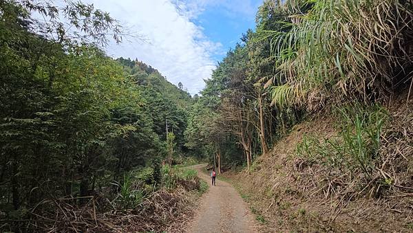 【嶺頭山、金柑樹山、忘憂森林】溪頭四姝、#小百岳54、留龍頭