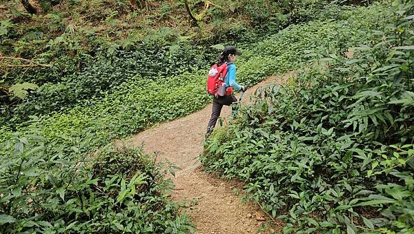 【嶺頭山、金柑樹山、忘憂森林】溪頭四姝、#小百岳54、留龍頭