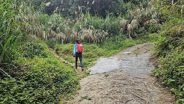 【嶺頭山、金柑樹山、忘憂森林】溪頭四姝、#小百岳54、留龍頭