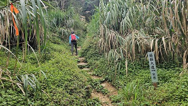 【嶺頭山、金柑樹山、忘憂森林】溪頭四姝、#小百岳54、留龍頭
