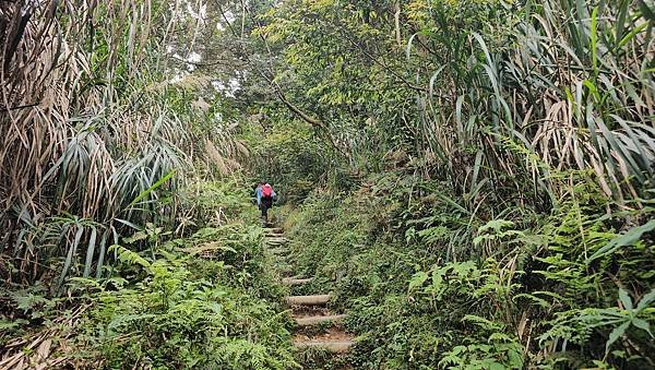 【嶺頭山、金柑樹山、忘憂森林】溪頭四姝、#小百岳54、留龍頭