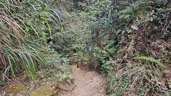 【嶺頭山、金柑樹山、忘憂森林】溪頭四姝、#小百岳54、留龍頭