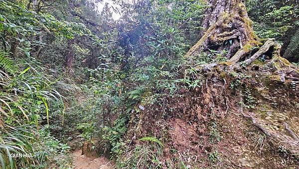 【嶺頭山、金柑樹山、忘憂森林】溪頭四姝、#小百岳54、留龍頭