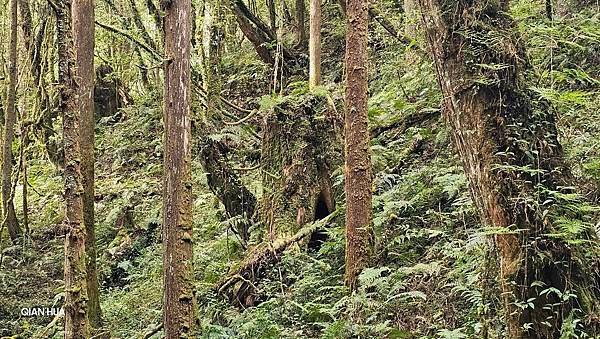 【嶺頭山、金柑樹山、忘憂森林】溪頭四姝、#小百岳54、留龍頭