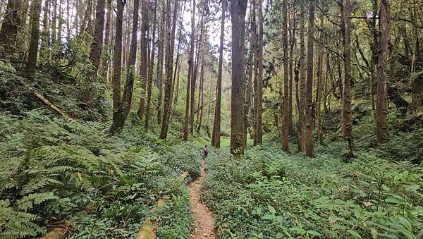 【嶺頭山、金柑樹山、忘憂森林】溪頭四姝、#小百岳54、留龍頭