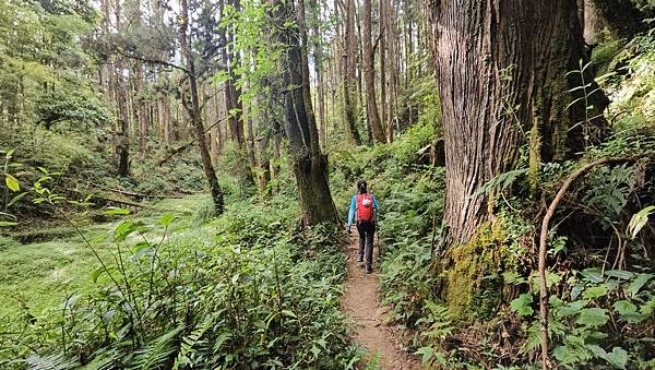 【嶺頭山、金柑樹山、忘憂森林】溪頭四姝、#小百岳54、留龍頭
