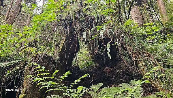 【嶺頭山、金柑樹山、忘憂森林】溪頭四姝、#小百岳54、留龍頭
