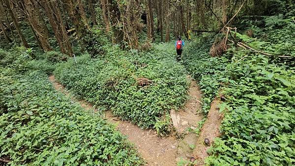【嶺頭山、金柑樹山、忘憂森林】溪頭四姝、#小百岳54、留龍頭
