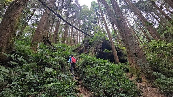【嶺頭山、金柑樹山、忘憂森林】溪頭四姝、#小百岳54、留龍頭