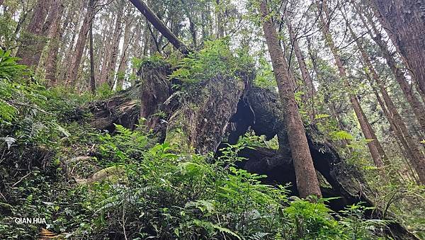 【嶺頭山、金柑樹山、忘憂森林】溪頭四姝、#小百岳54、留龍頭