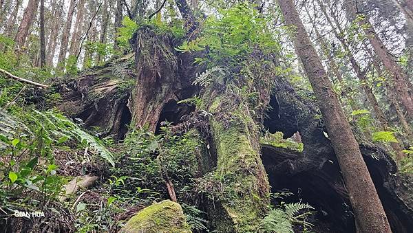【嶺頭山、金柑樹山、忘憂森林】溪頭四姝、#小百岳54、留龍頭