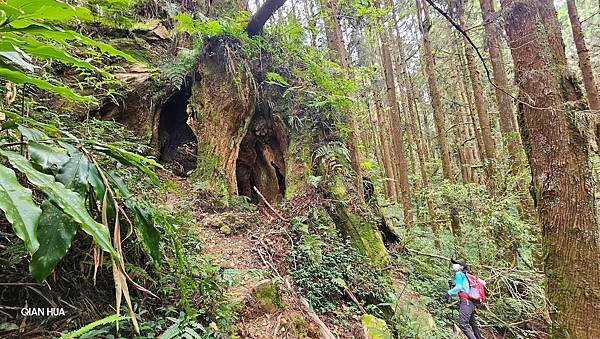 【嶺頭山、金柑樹山、忘憂森林】溪頭四姝、#小百岳54、留龍頭