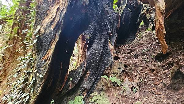 【嶺頭山、金柑樹山、忘憂森林】溪頭四姝、#小百岳54、留龍頭