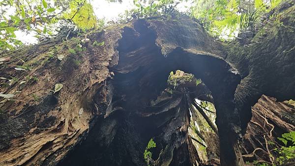 【嶺頭山、金柑樹山、忘憂森林】溪頭四姝、#小百岳54、留龍頭