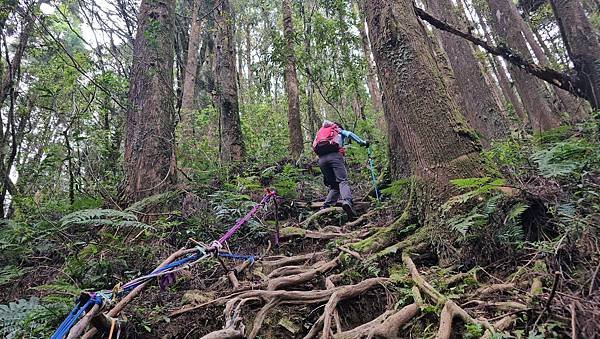 【嶺頭山、金柑樹山、忘憂森林】溪頭四姝、#小百岳54、留龍頭