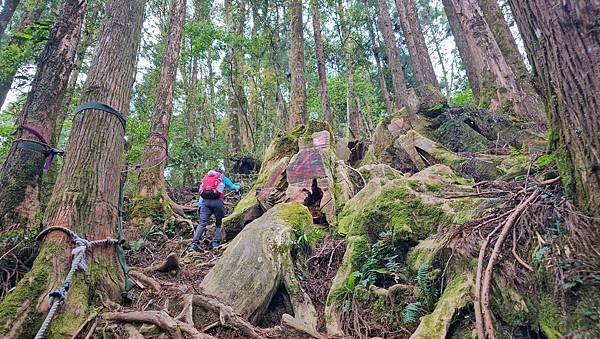 【嶺頭山、金柑樹山、忘憂森林】溪頭四姝、#小百岳54、留龍頭