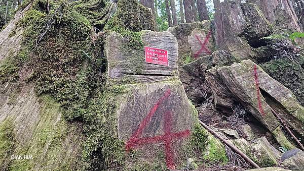 【嶺頭山、金柑樹山、忘憂森林】溪頭四姝、#小百岳54、留龍頭