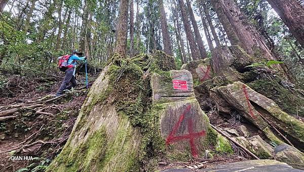 【嶺頭山、金柑樹山、忘憂森林】溪頭四姝、#小百岳54、留龍頭