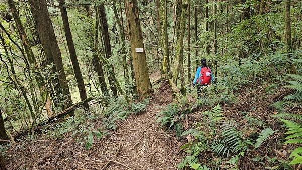 【嶺頭山、金柑樹山、忘憂森林】溪頭四姝、#小百岳54、留龍頭