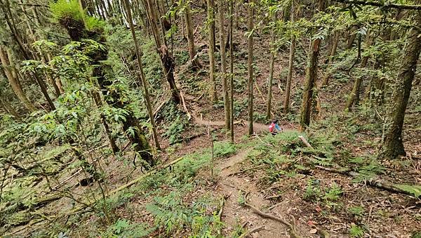 【嶺頭山、金柑樹山、忘憂森林】溪頭四姝、#小百岳54、留龍頭