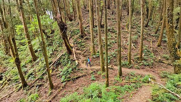 【嶺頭山、金柑樹山、忘憂森林】溪頭四姝、#小百岳54、留龍頭