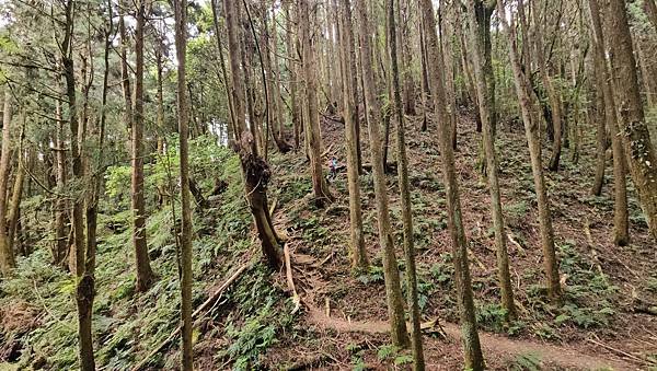 【嶺頭山、金柑樹山、忘憂森林】溪頭四姝、#小百岳54、留龍頭