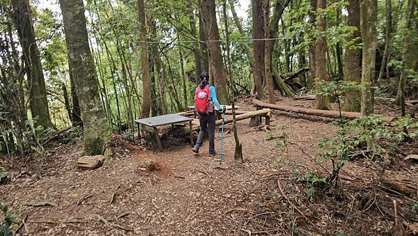 【嶺頭山、金柑樹山、忘憂森林】溪頭四姝、#小百岳54、留龍頭
