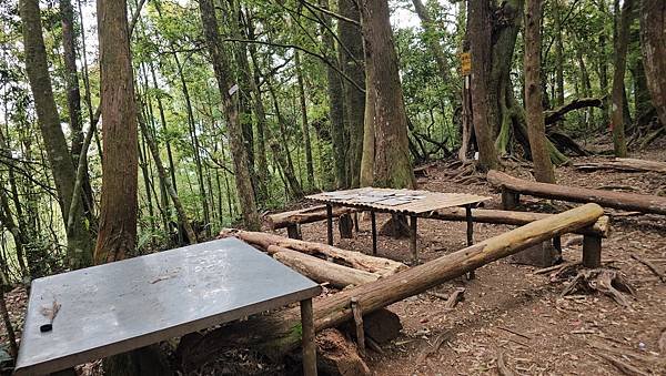 【嶺頭山、金柑樹山、忘憂森林】溪頭四姝、#小百岳54、留龍頭