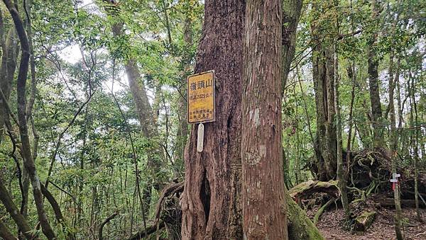 【嶺頭山、金柑樹山、忘憂森林】溪頭四姝、#小百岳54、留龍頭