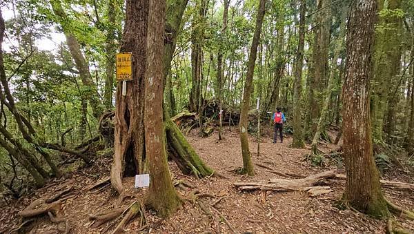 【嶺頭山、金柑樹山、忘憂森林】溪頭四姝、#小百岳54、留龍頭
