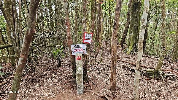 【嶺頭山、金柑樹山、忘憂森林】溪頭四姝、#小百岳54、留龍頭
