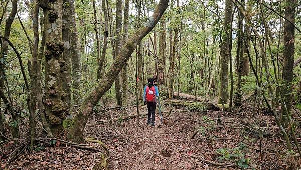 【嶺頭山、金柑樹山、忘憂森林】溪頭四姝、#小百岳54、留龍頭