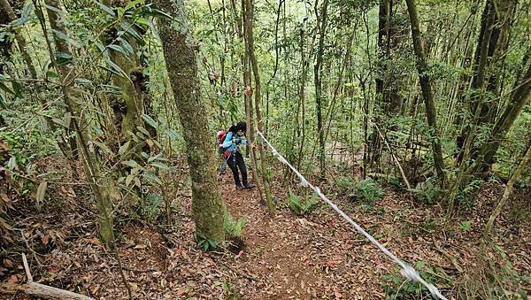 【嶺頭山、金柑樹山、忘憂森林】溪頭四姝、#小百岳54、留龍頭