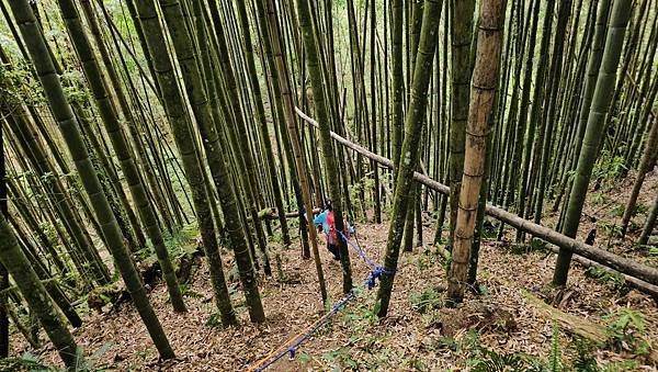 【嶺頭山、金柑樹山、忘憂森林】溪頭四姝、#小百岳54、留龍頭
