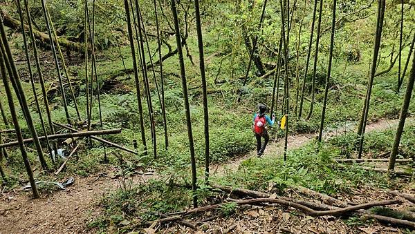 【嶺頭山、金柑樹山、忘憂森林】溪頭四姝、#小百岳54、留龍頭