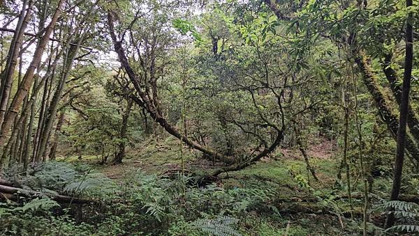 【嶺頭山、金柑樹山、忘憂森林】溪頭四姝、#小百岳54、留龍頭
