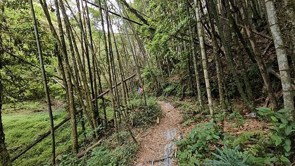 【嶺頭山、金柑樹山、忘憂森林】溪頭四姝、#小百岳54、留龍頭