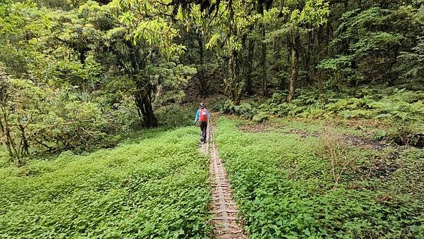 【嶺頭山、金柑樹山、忘憂森林】溪頭四姝、#小百岳54、留龍頭