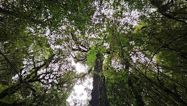 【嶺頭山、金柑樹山、忘憂森林】溪頭四姝、#小百岳54、留龍頭