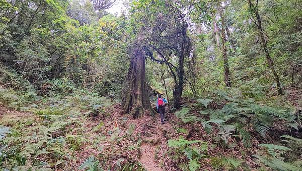【嶺頭山、金柑樹山、忘憂森林】溪頭四姝、#小百岳54、留龍頭