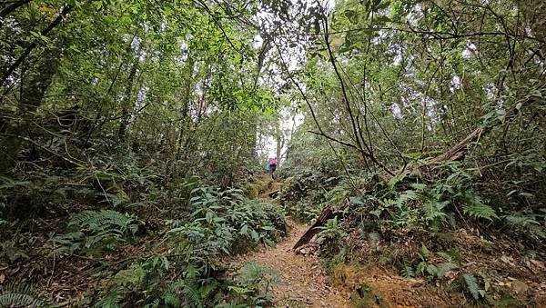 【嶺頭山、金柑樹山、忘憂森林】溪頭四姝、#小百岳54、留龍頭