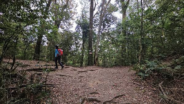 【嶺頭山、金柑樹山、忘憂森林】溪頭四姝、#小百岳54、留龍頭
