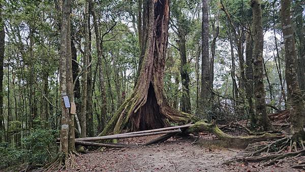 【嶺頭山、金柑樹山、忘憂森林】溪頭四姝、#小百岳54、留龍頭