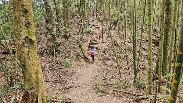 【嶺頭山、金柑樹山、忘憂森林】溪頭四姝、#小百岳54、留龍頭