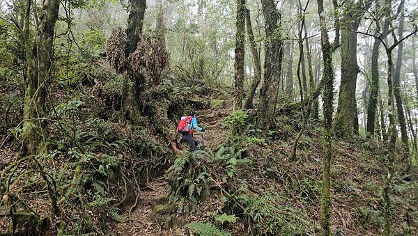 【嶺頭山、金柑樹山、忘憂森林】溪頭四姝、#小百岳54、留龍頭