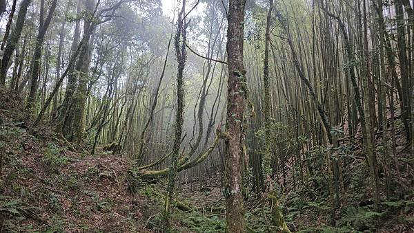 【嶺頭山、金柑樹山、忘憂森林】溪頭四姝、#小百岳54、留龍頭