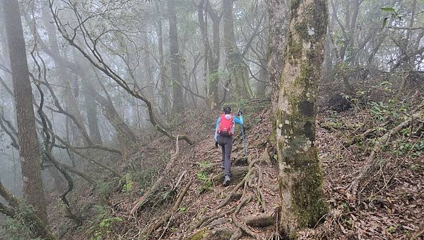 【嶺頭山、金柑樹山、忘憂森林】溪頭四姝、#小百岳54、留龍頭