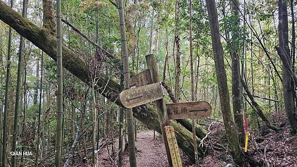 【嶺頭山、金柑樹山、忘憂森林】溪頭四姝、#小百岳54、留龍頭