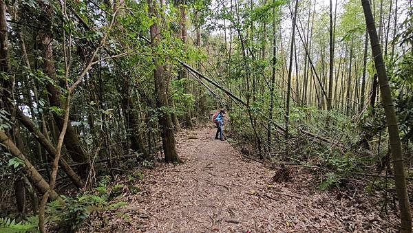 【嶺頭山、金柑樹山、忘憂森林】溪頭四姝、#小百岳54、留龍頭