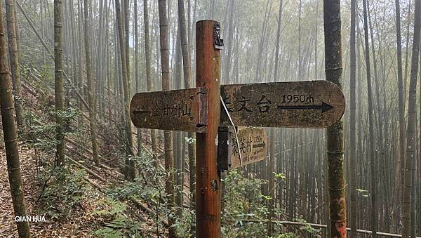 【嶺頭山、金柑樹山、忘憂森林】溪頭四姝、#小百岳54、留龍頭